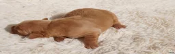Golden Retriever dogs for sale: Daisy -AKC, Genetically Clear - Ad 19