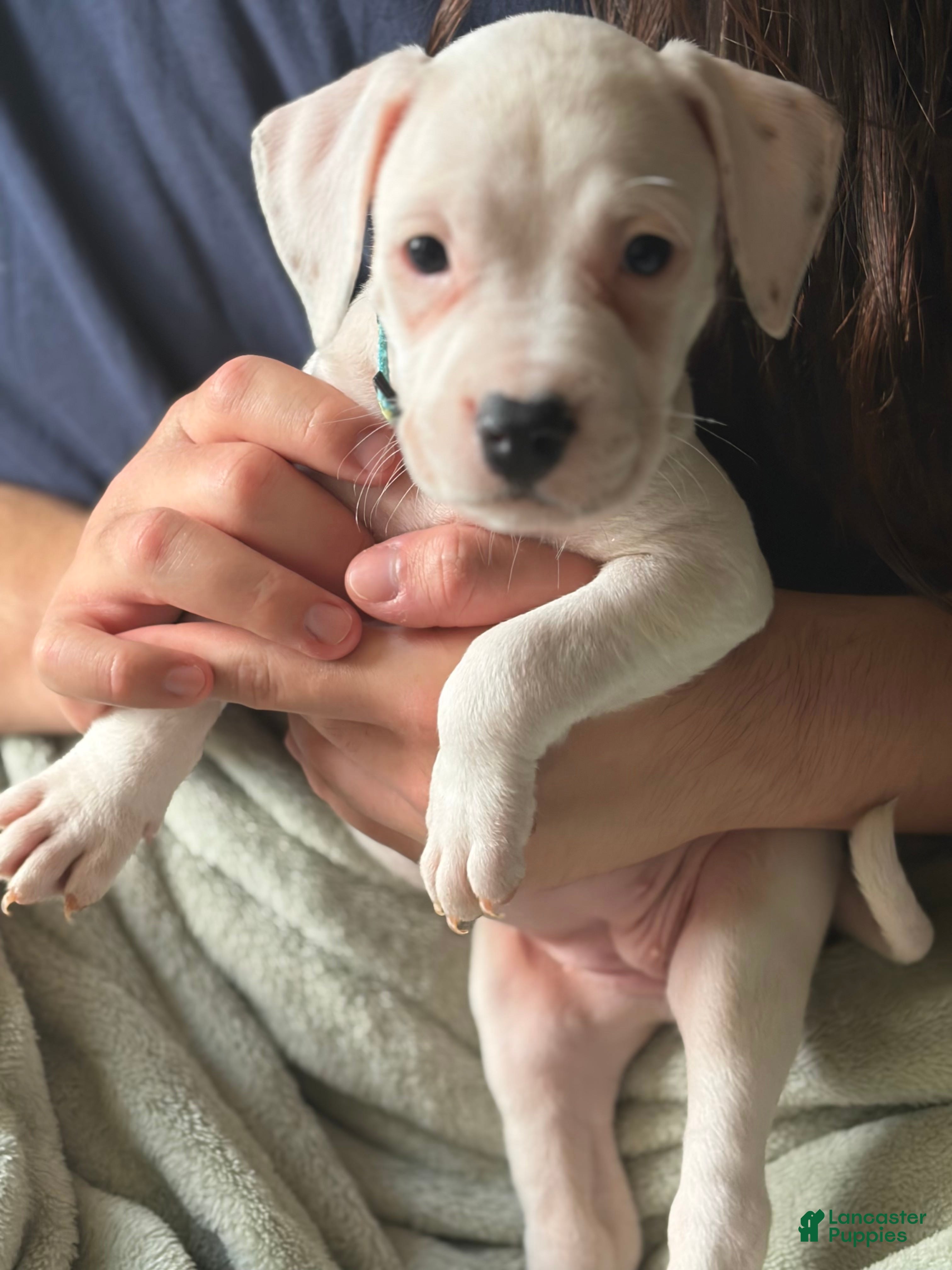 American Pit Bull Terrier dogs Light blue  - Ad 11