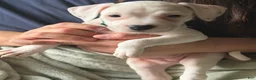 American Pit Bull Terrier dogs for sale: Light blue  - Ad 1