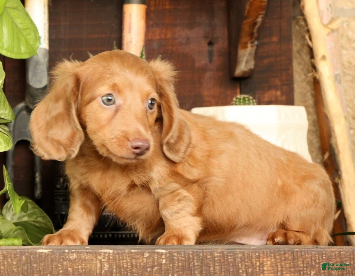 Miniature Dachshund dogs for sale: Rocky - Ad 9