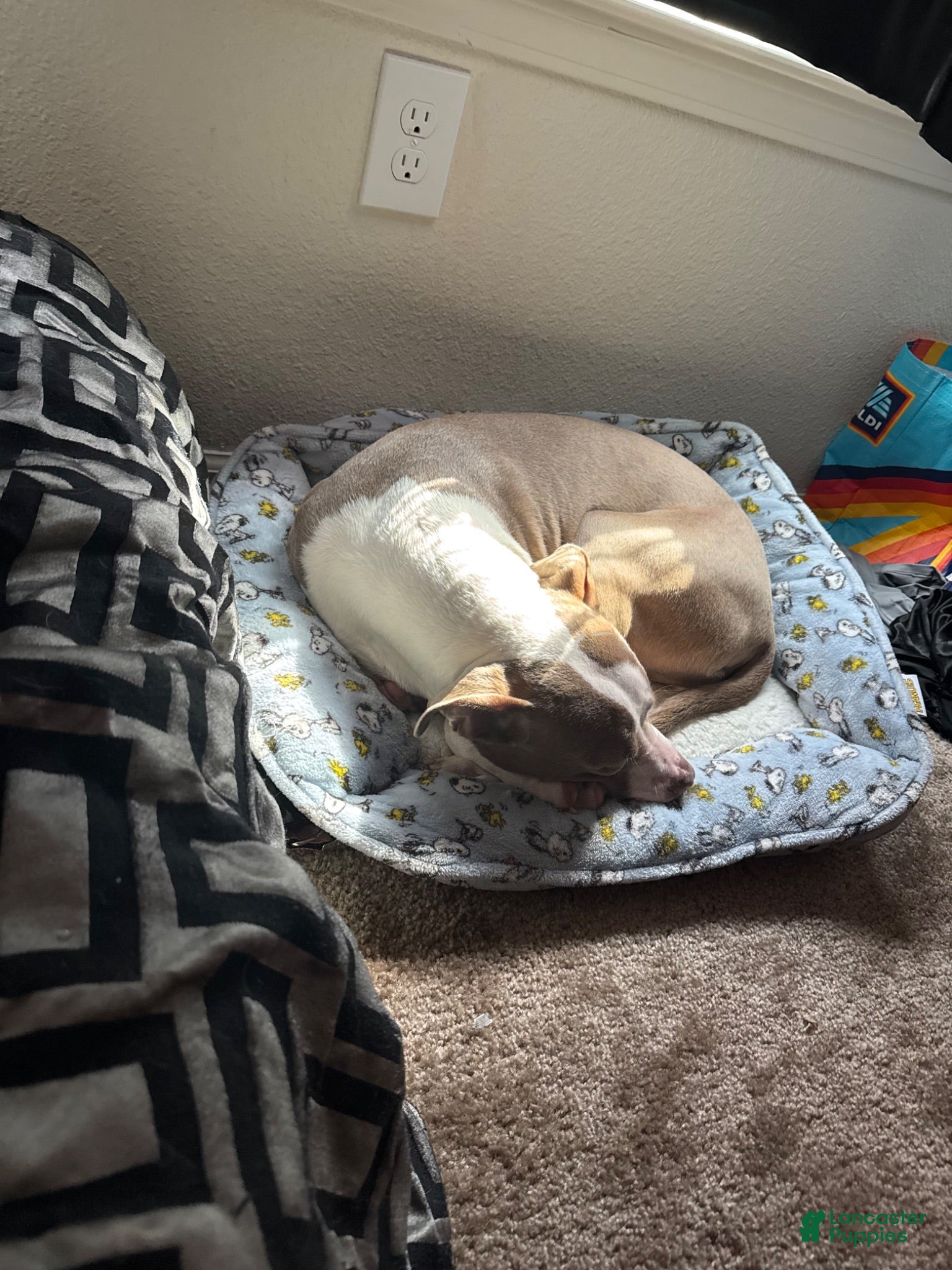 Mixed Breed dogs jellybean - Ad 10