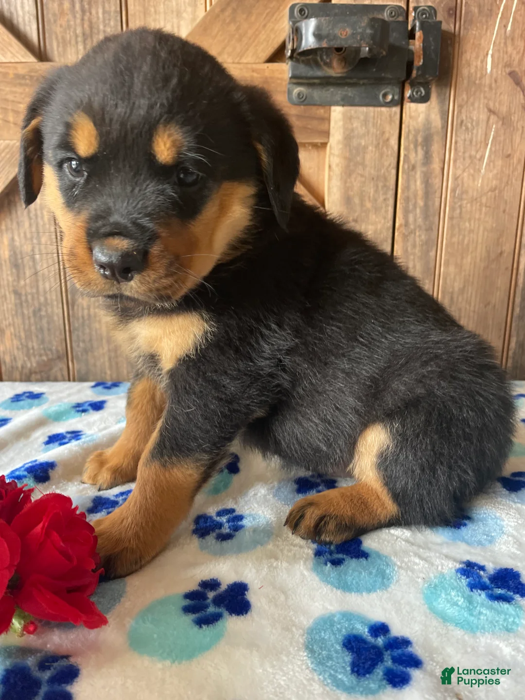 Rottweiler dogs for sale: Blossom - Ad 4