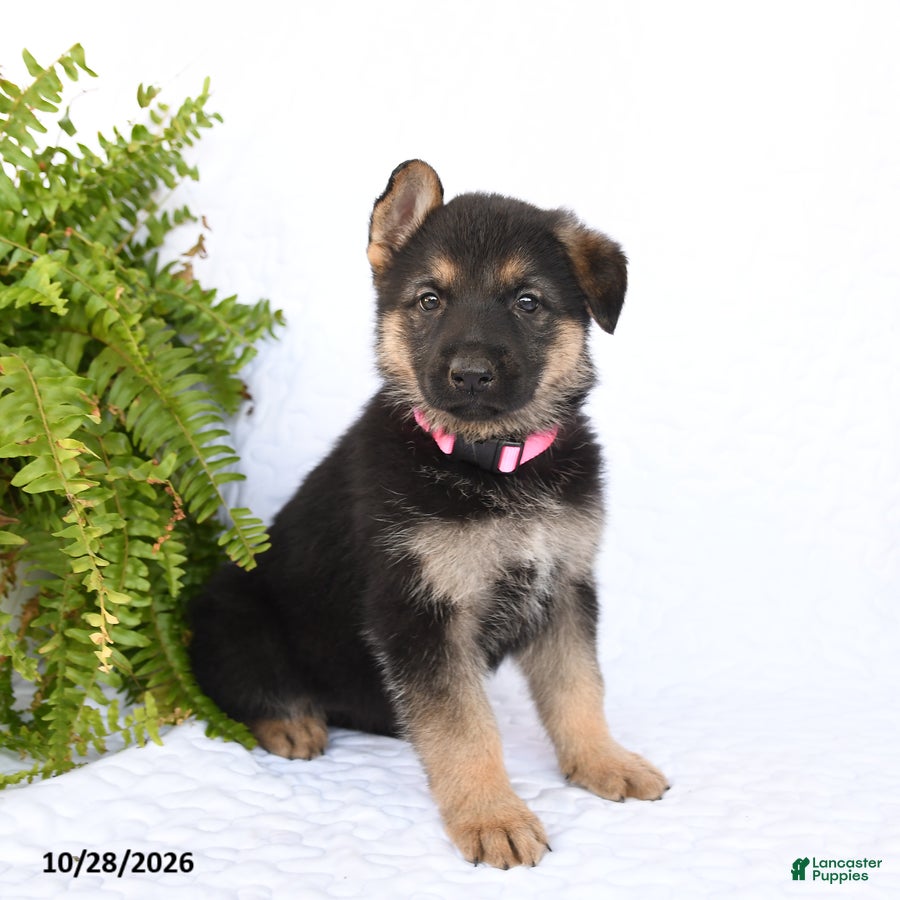 German Shepherd dogs for sale: Ronja - Ad 1