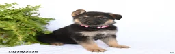 German Shepherd dogs for sale: Ronja - Ad 1