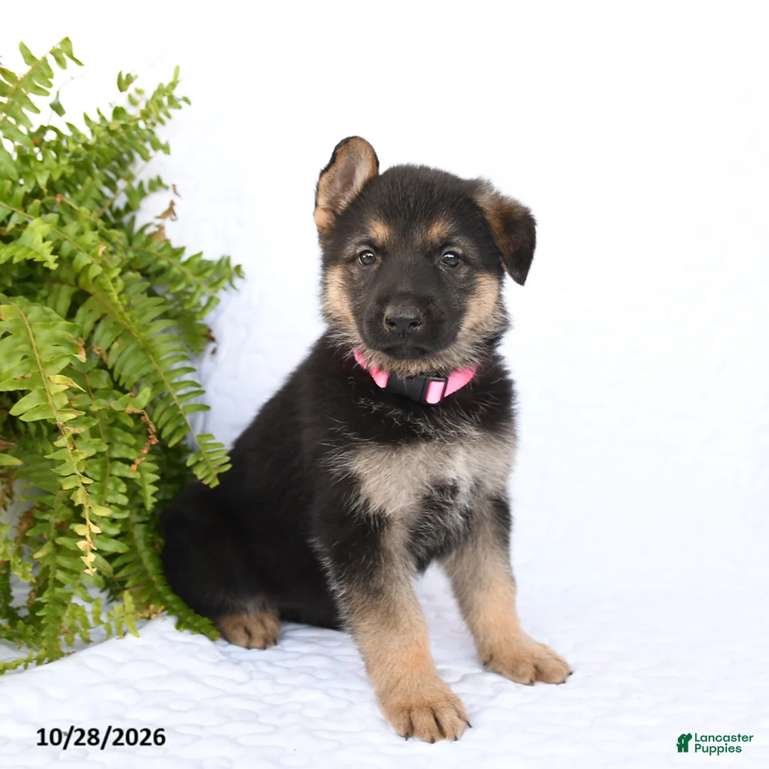 German Shepherd dogs for sale: Ronja - Ad 1