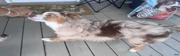 Australian Shepherd dogs for sale: Kuma - Ad 4