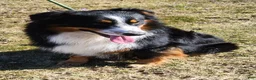 Australian Shepherd dogs for sale: Stripe - Ad 13