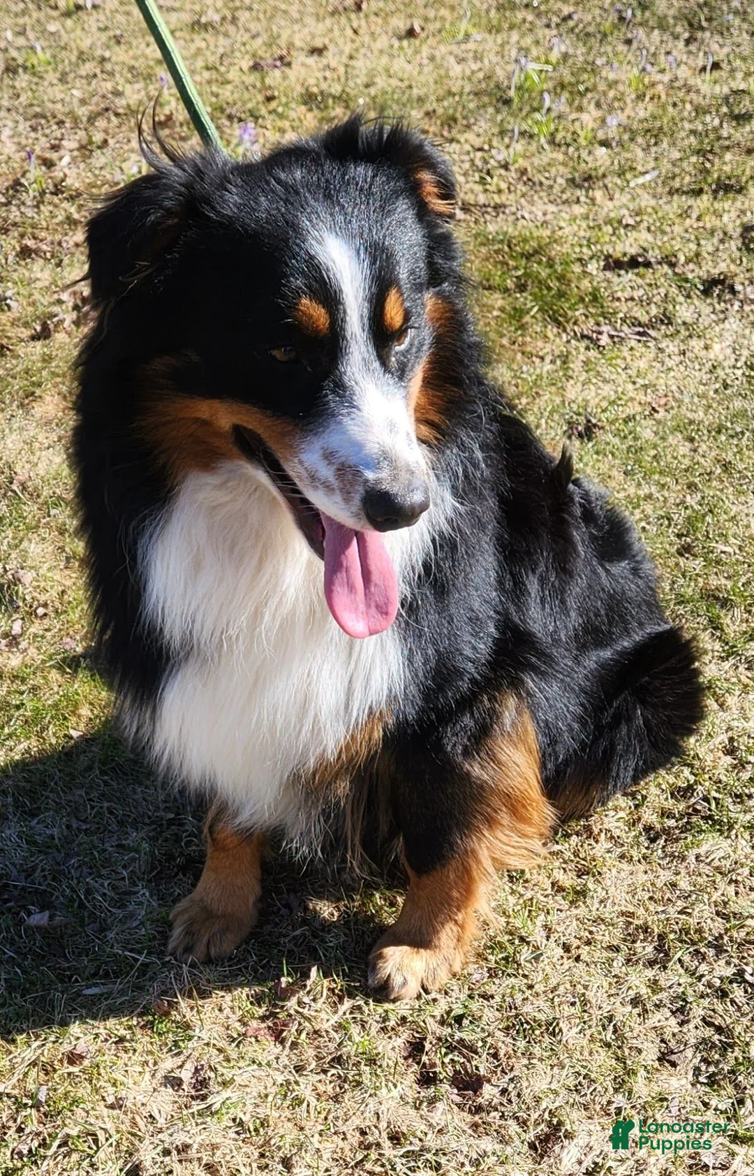 Australian Shepherd dogs for sale: Stripe - Ad 13