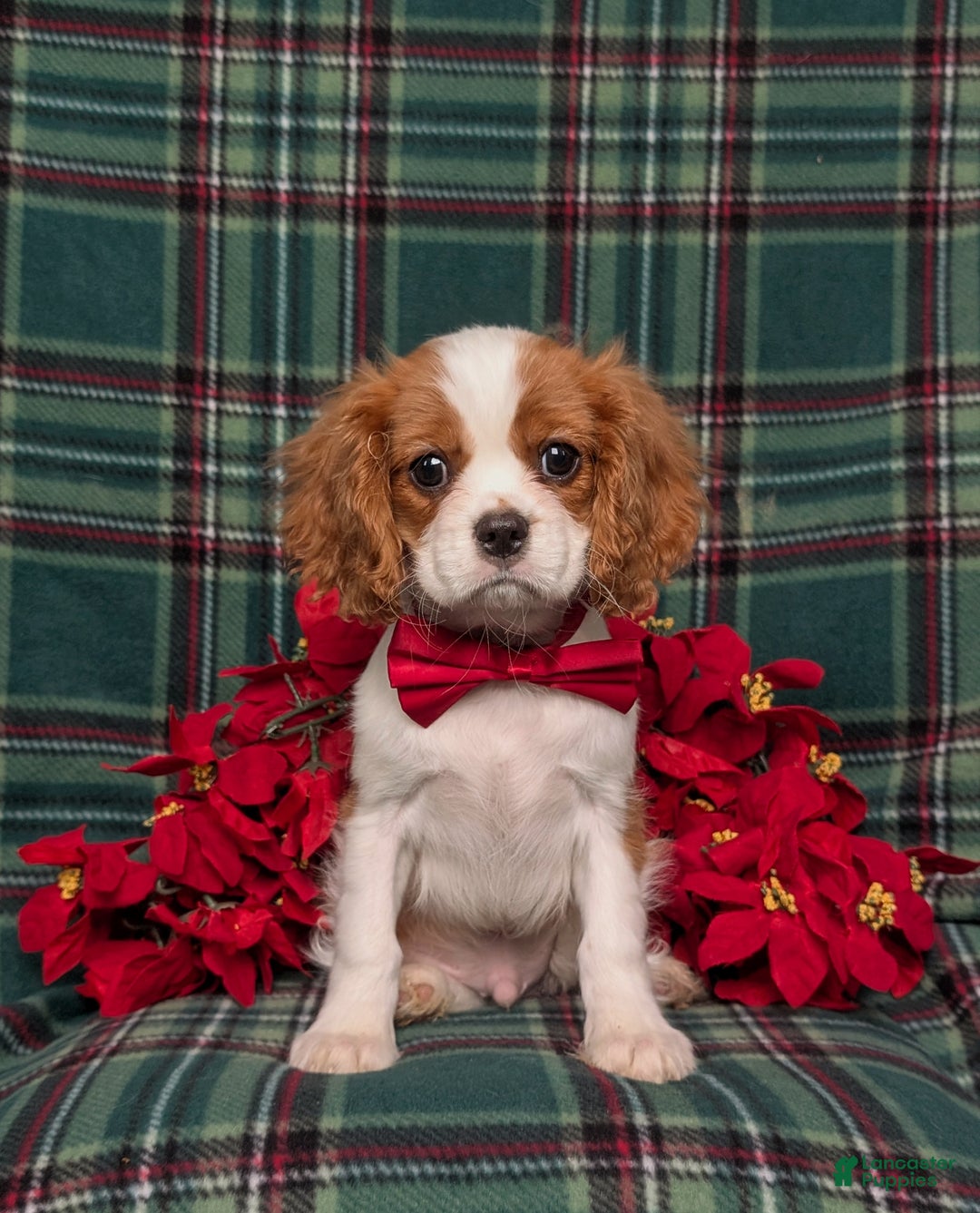 Cavalier King Charles Spaniel dogs for sale: Weber - Ad 4