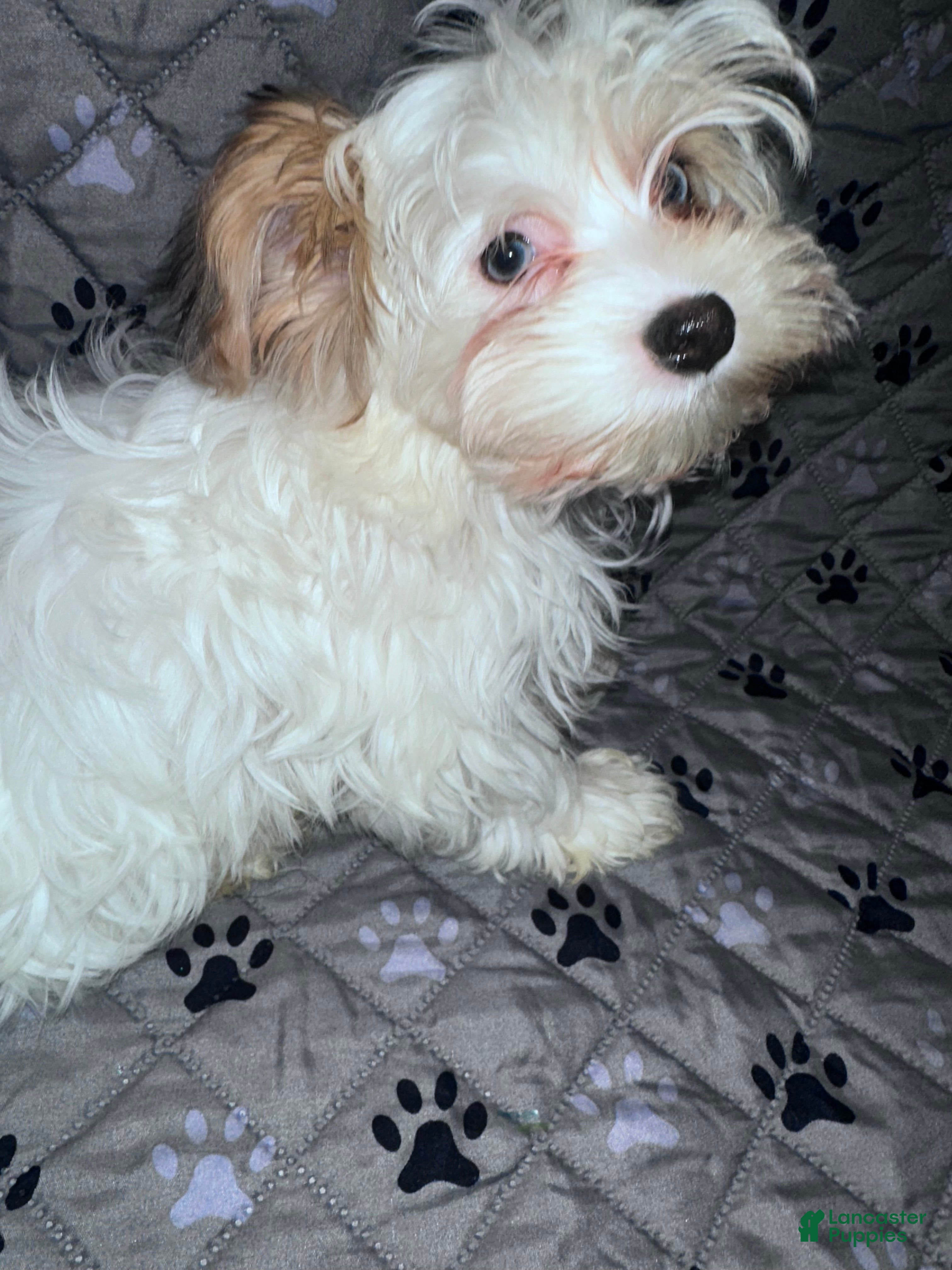 Yorkshire Terrier dogs for sale: Princess - Ad 16