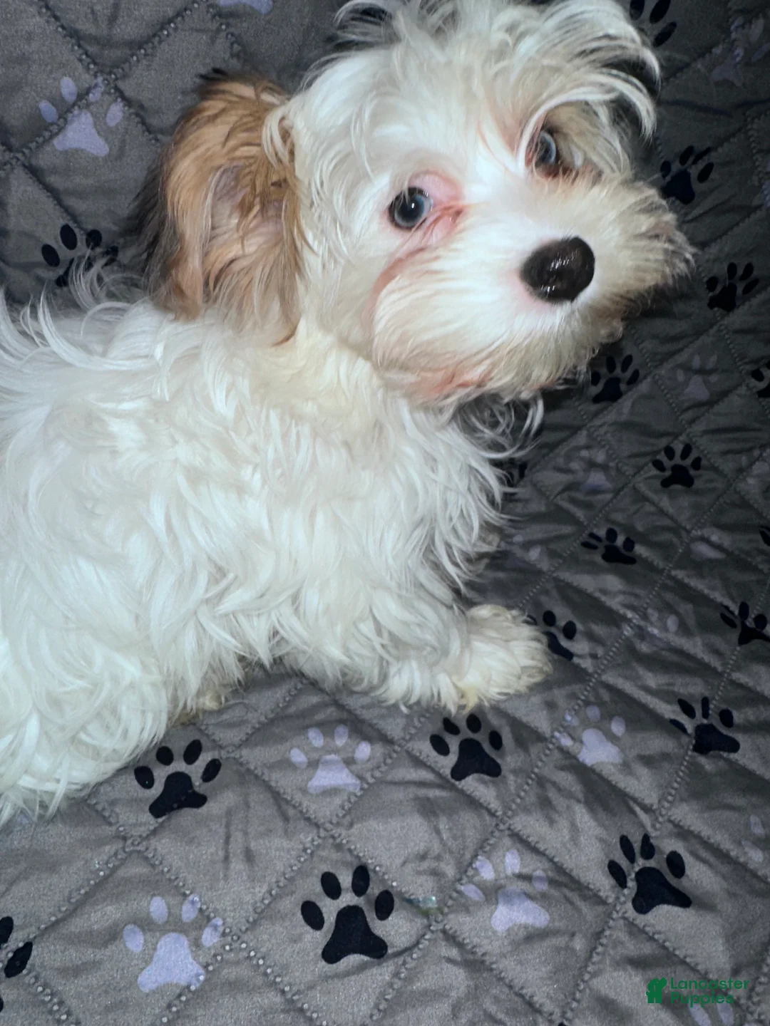 Yorkshire Terrier dogs for sale: Diamond  - Ad 1