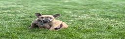 French Bulldog dogs for sale: Brody - Ad 18