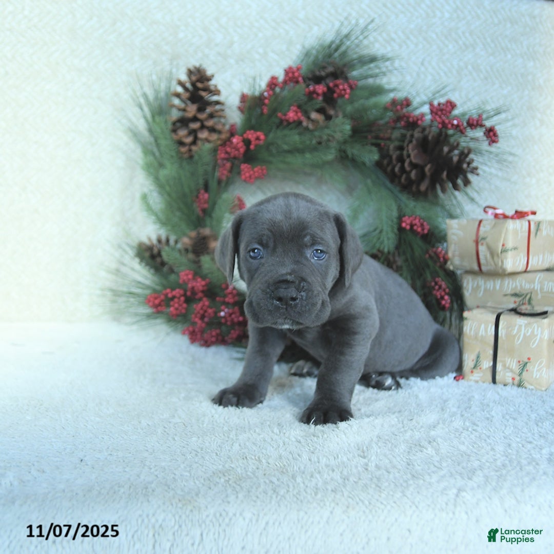 Cane Corso dogs for sale: Axel - Ad 13