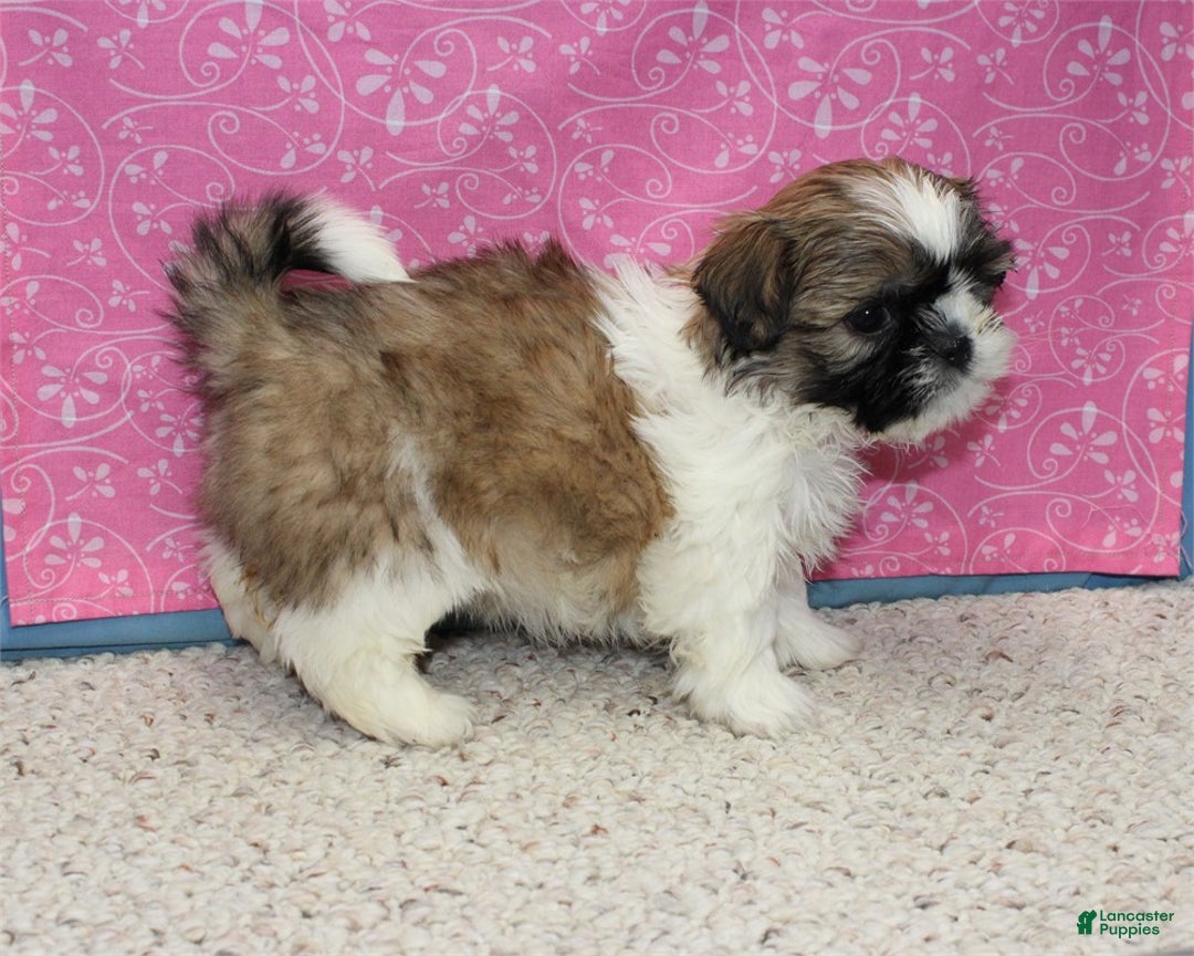 Shih Tzu dogs for sale: Joli - Ad 4