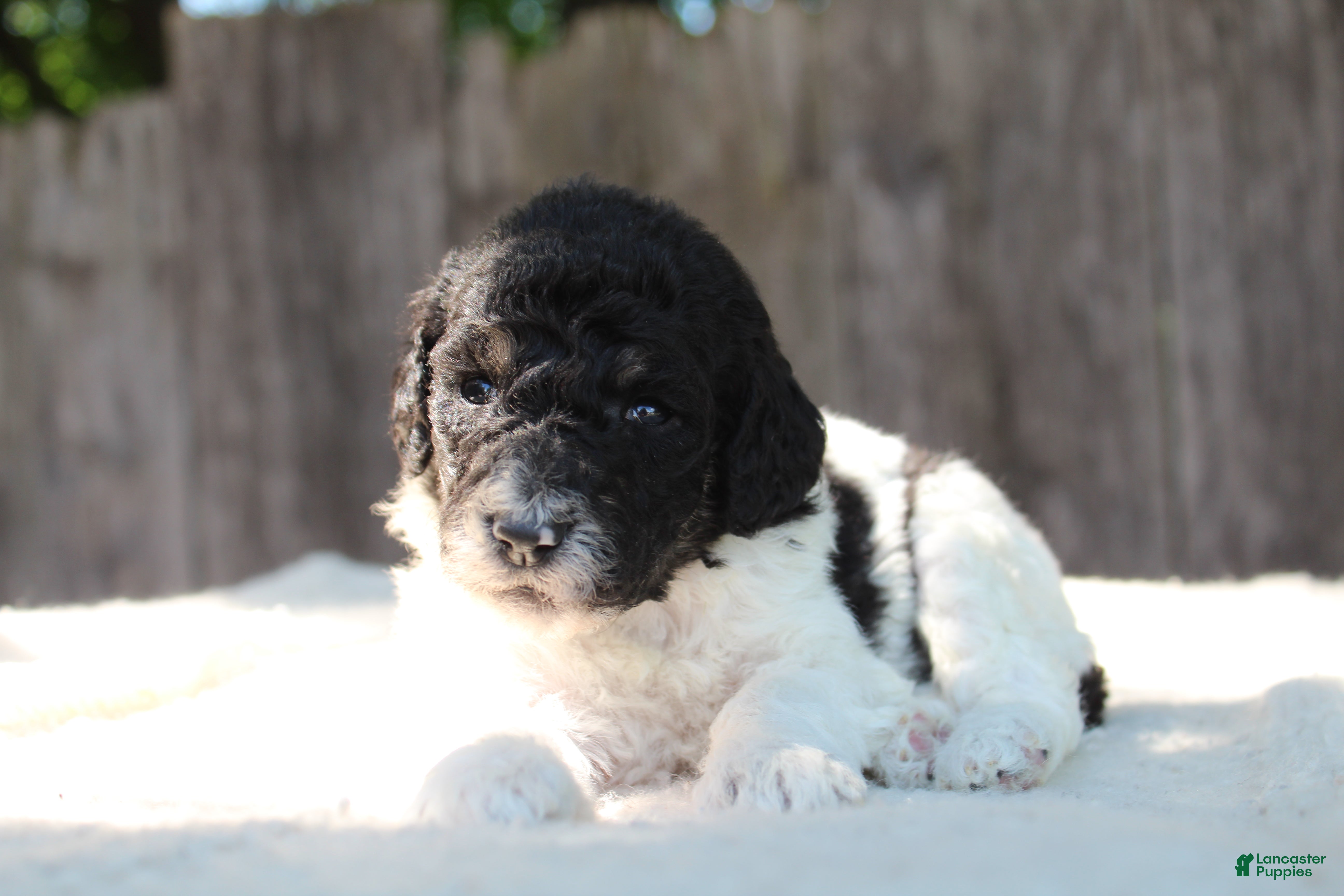 Standard Poodle dogs for sale: Sage AKC standard poodle - Ad 4