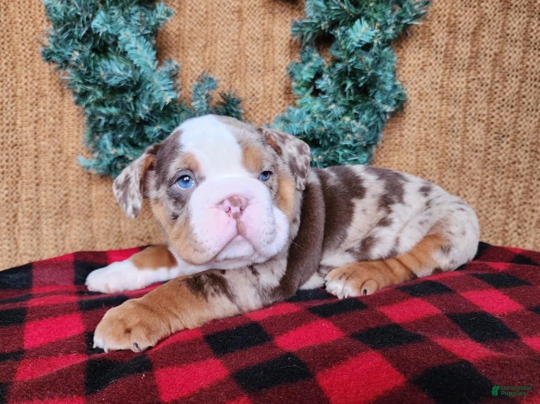 English Bulldog dogs for sale: Frisco - Ad 2