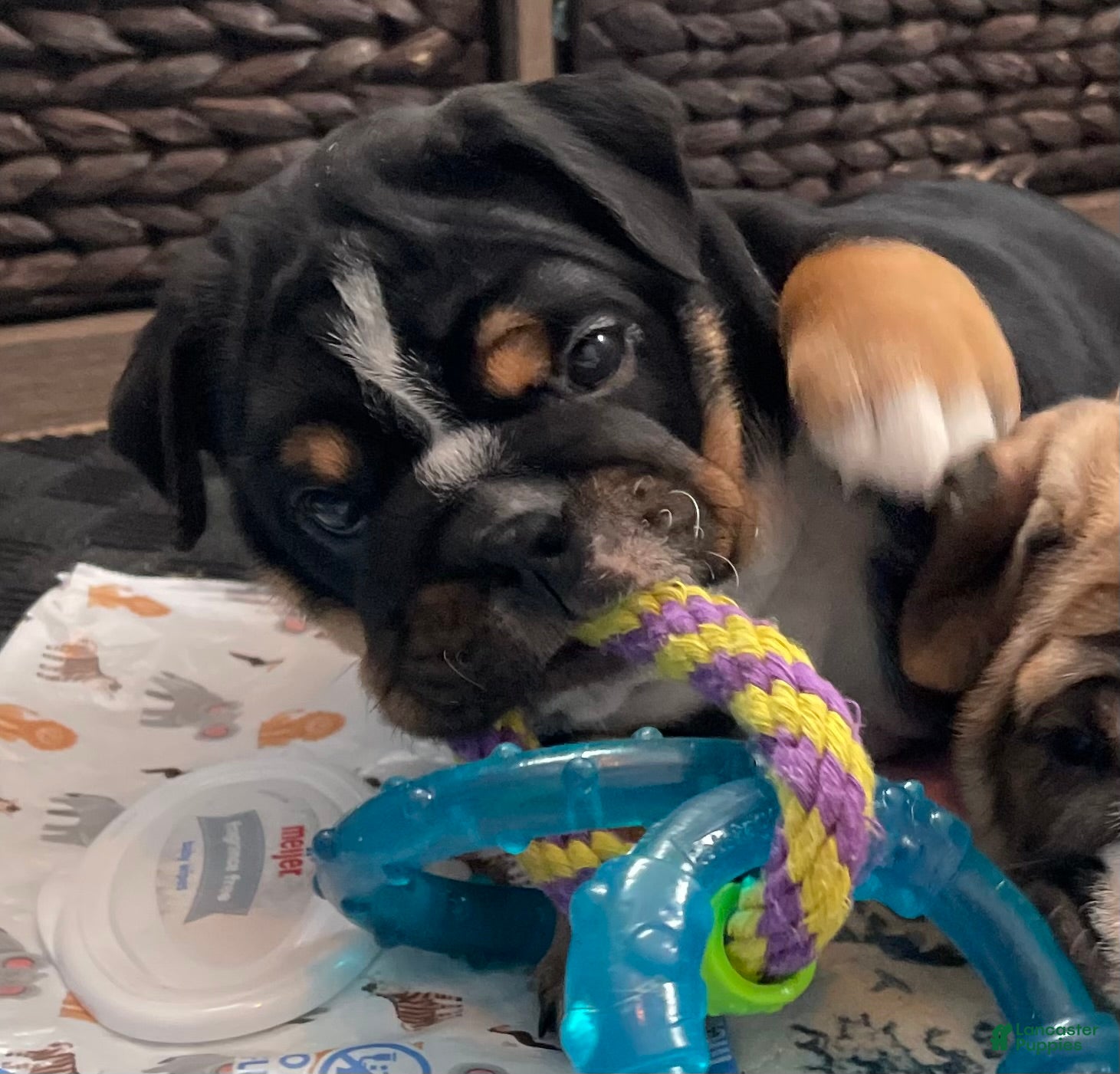 English Bulldog dogs Zoey - Ad 4