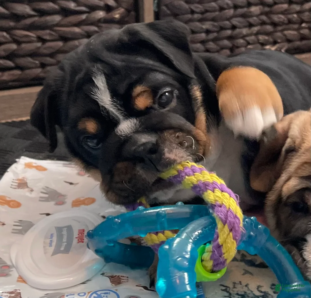 English Bulldog dogs for sale: Zoey - Ad 1