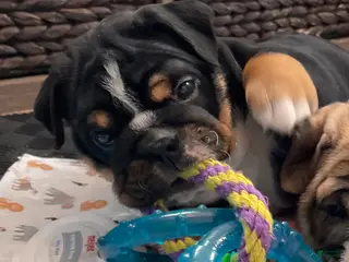 English Bulldog dogs Zoey - Ad 4