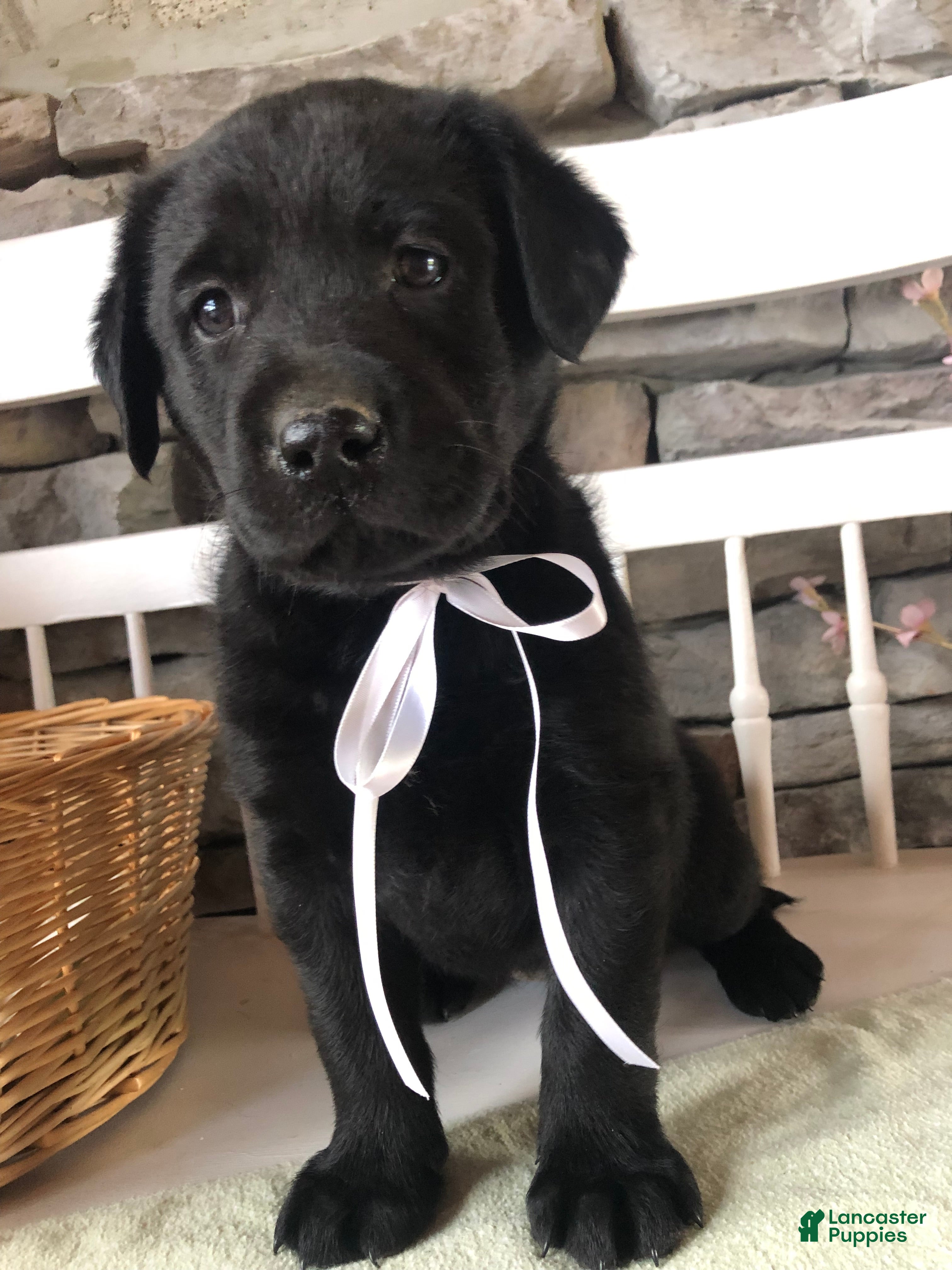 Labrador Retriever dogs Kaylee - Ad 1