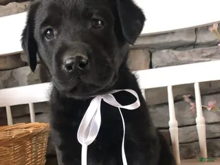 Labrador Retriever dogs for sale: Kaylee - Ad 2