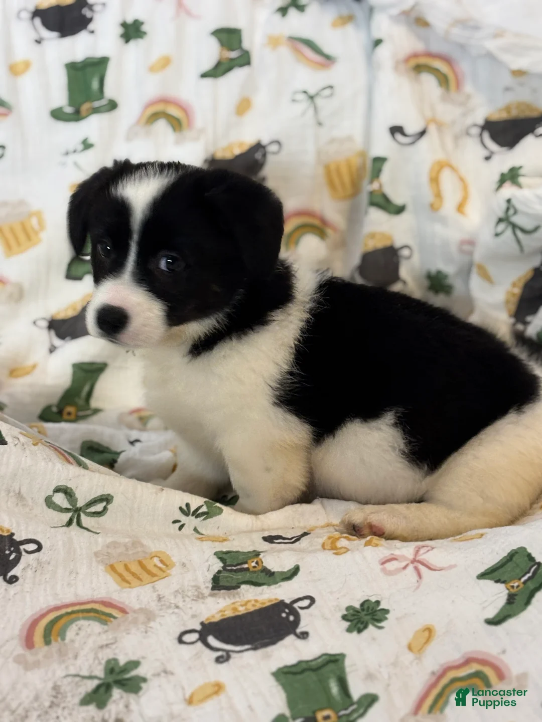 American Corgi dogs for sale: Bella  - Ad 2