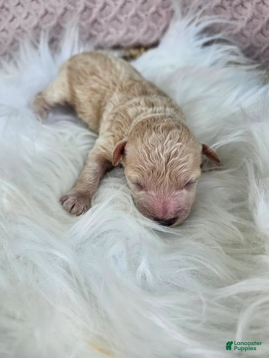 Bichpoo dogs for sale: Rocky - Ad 1