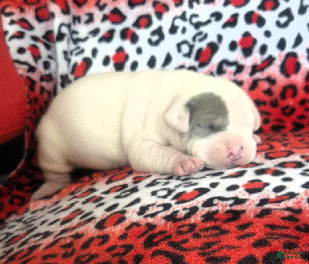 Mixed Breed dogs for sale: "WOLVERINE" - Ad 3