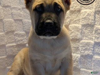 Cane Corso dogs Lime Green - Ad 20