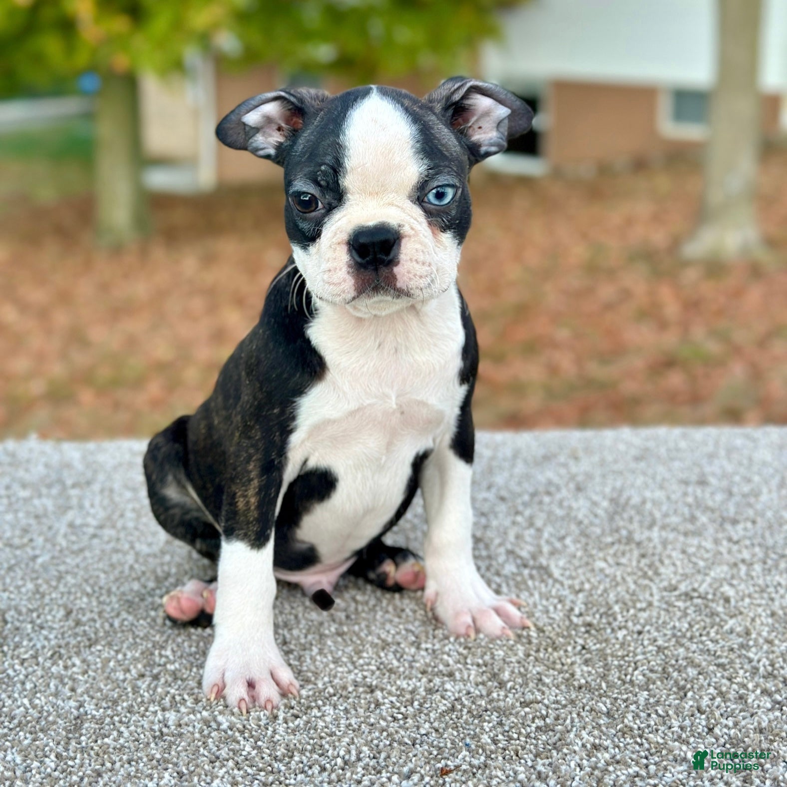 Boston Terrier Puppies for sale under $500 Lancaster Puppies