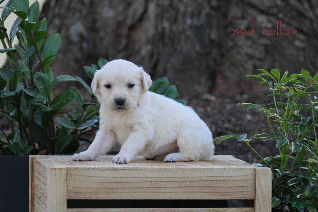 Golden Retriever dogs for sale: Golden Retriever Red Collar - Ad 1