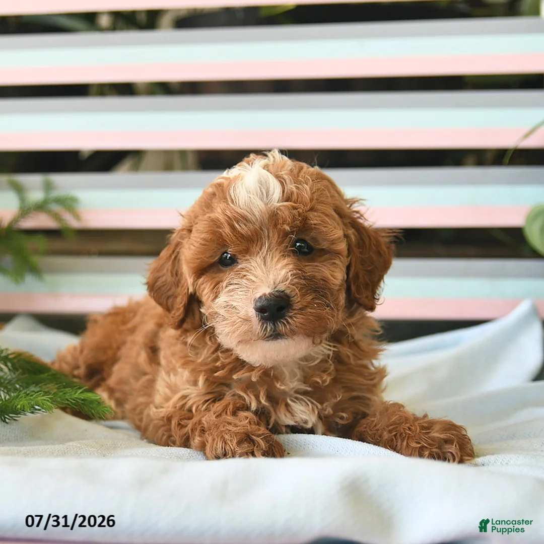 Miniature Poodle dogs for sale: Leo  - Ad 3