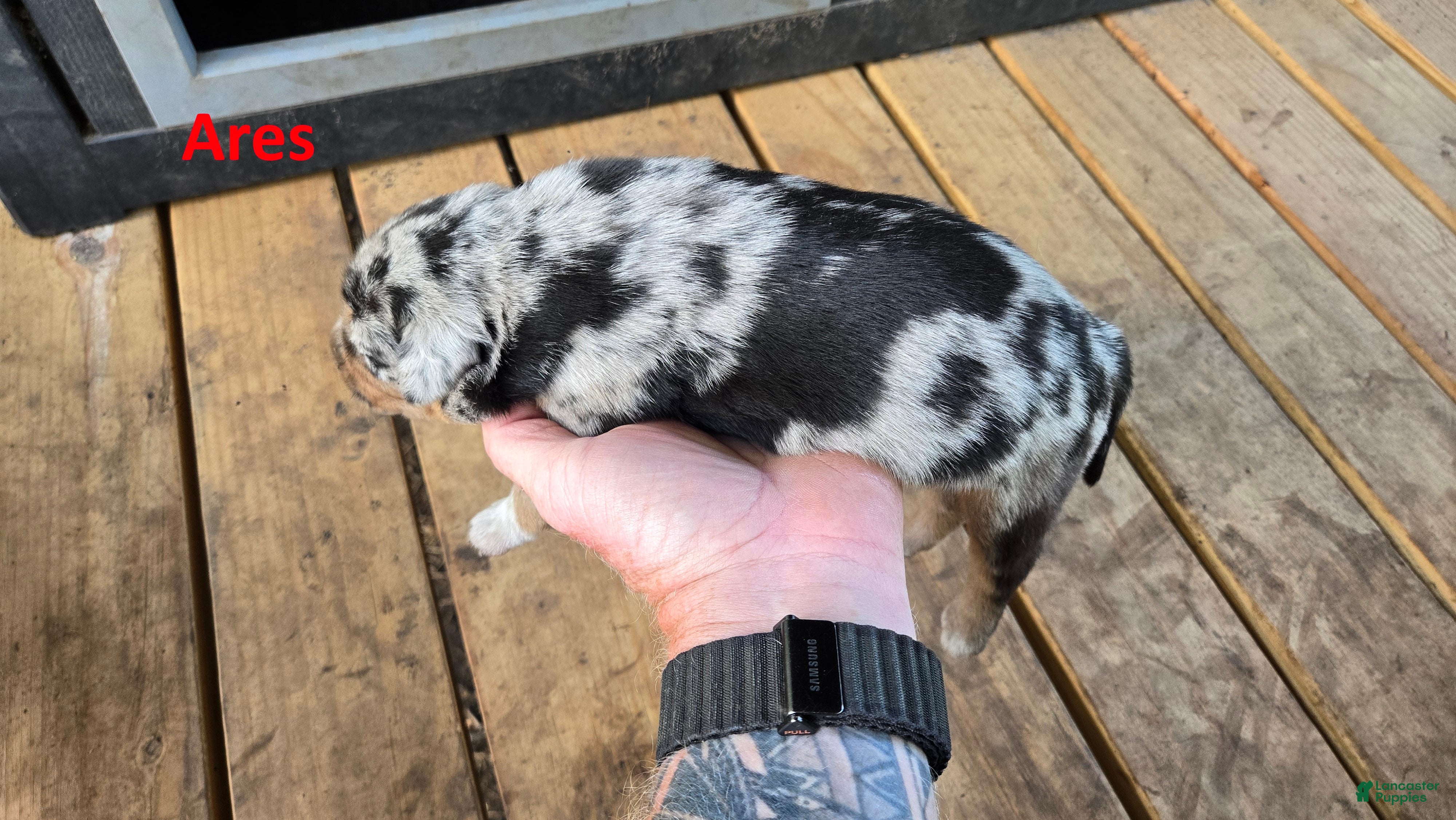 Catahoula Leopard Dog dogs for sale: Ares - Male (blue merle)  - Ad 3
