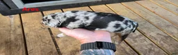 Catahoula Leopard Dog dogs for sale: Ares - Male (blue merle)  - Ad 1