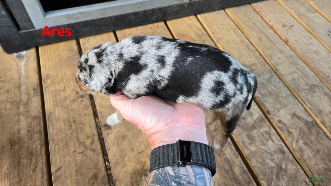 Catahoula Leopard Dog dogs for sale: Ares - Male (blue merle)  - Ad 1
