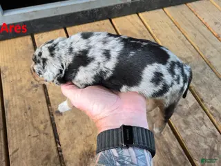Catahoula Leopard Dog dogs for sale: Ares - Male (blue merle) - Ad 3