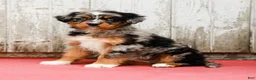 Australian Shepherd dogs for sale: Jenna - Ad 3