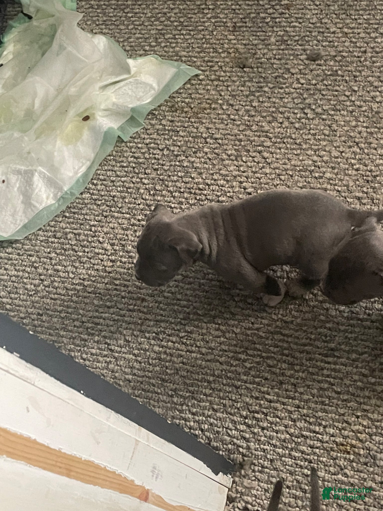 American Bully dogs American Bully Puppy 4 - Ad 41