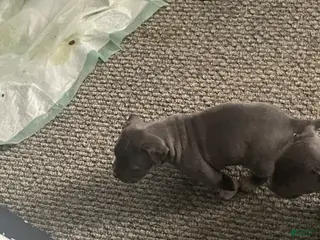 American Bully dogs American Bully Puppy 4 - Ad 41