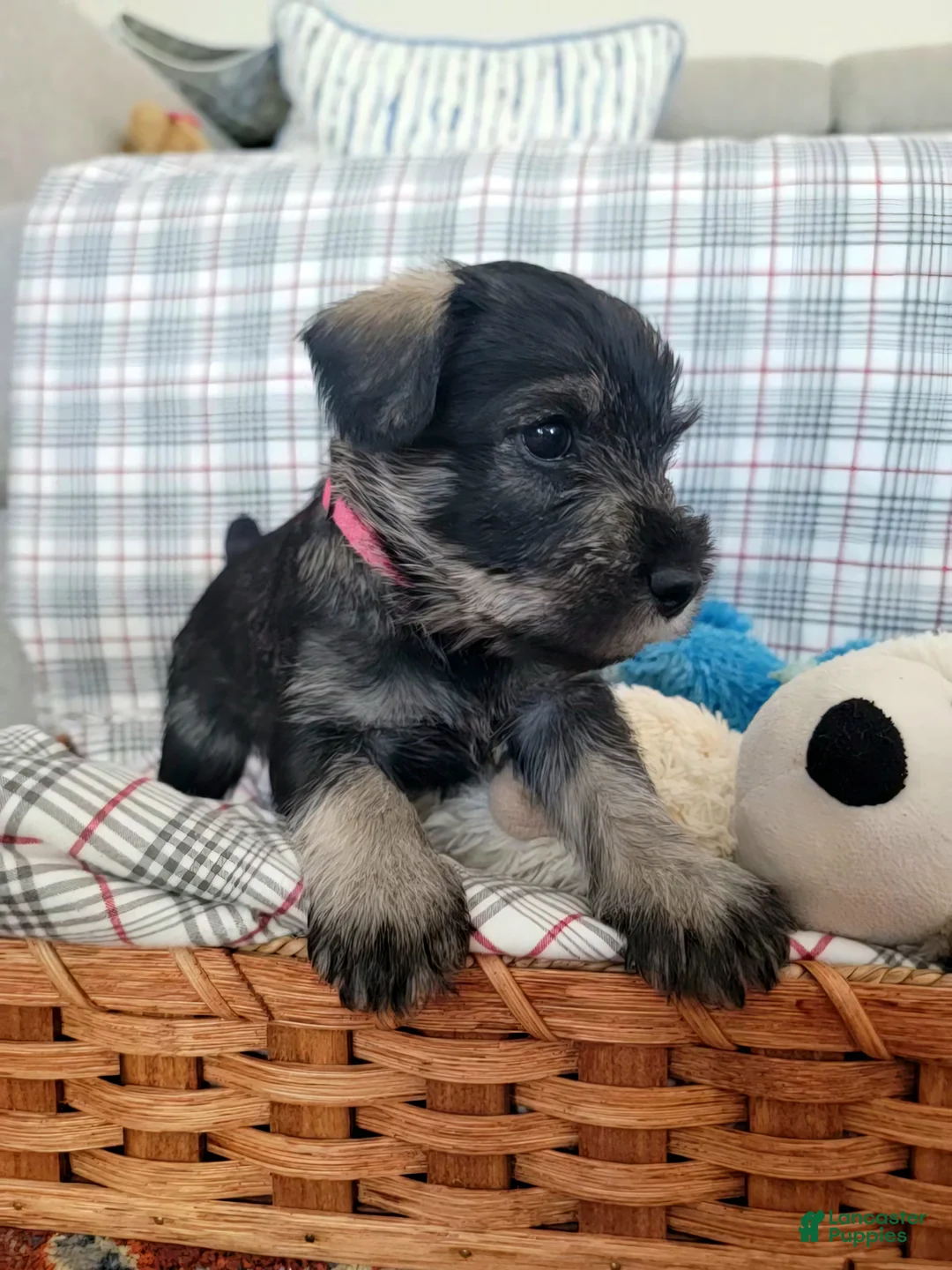 Standard Schnauzer dogs for sale: Theo - Ad 1
