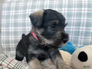 Standard Schnauzer dogs Theo - Ad 5