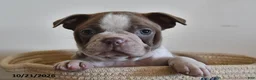Boston Terrier dogs for sale: Cody  - Ad 3