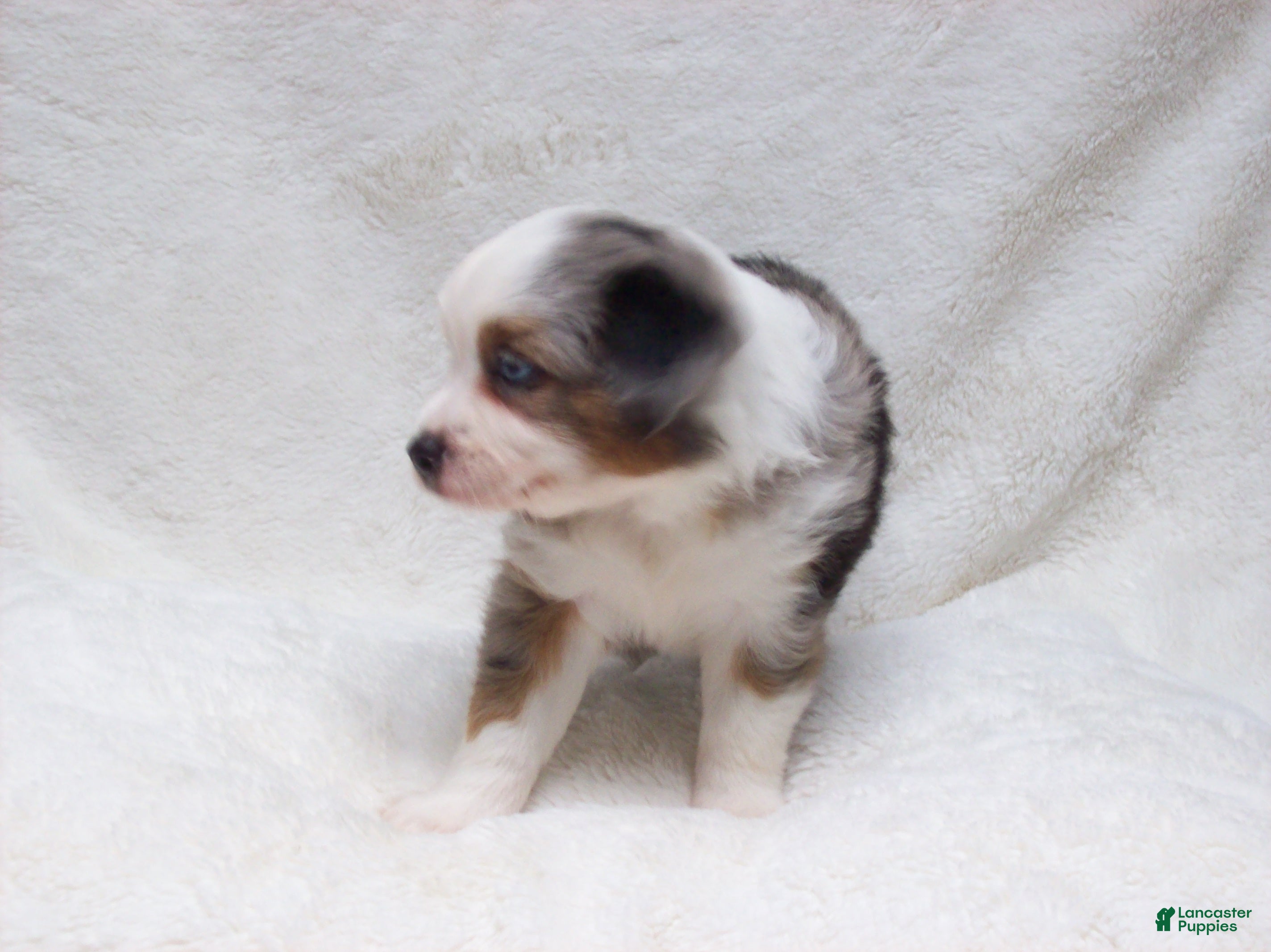 Miniature Australian Shepherd dogs for sale: Becky - Ad 4