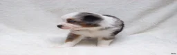 Miniature Australian Shepherd dogs for sale: Becky - Ad 1