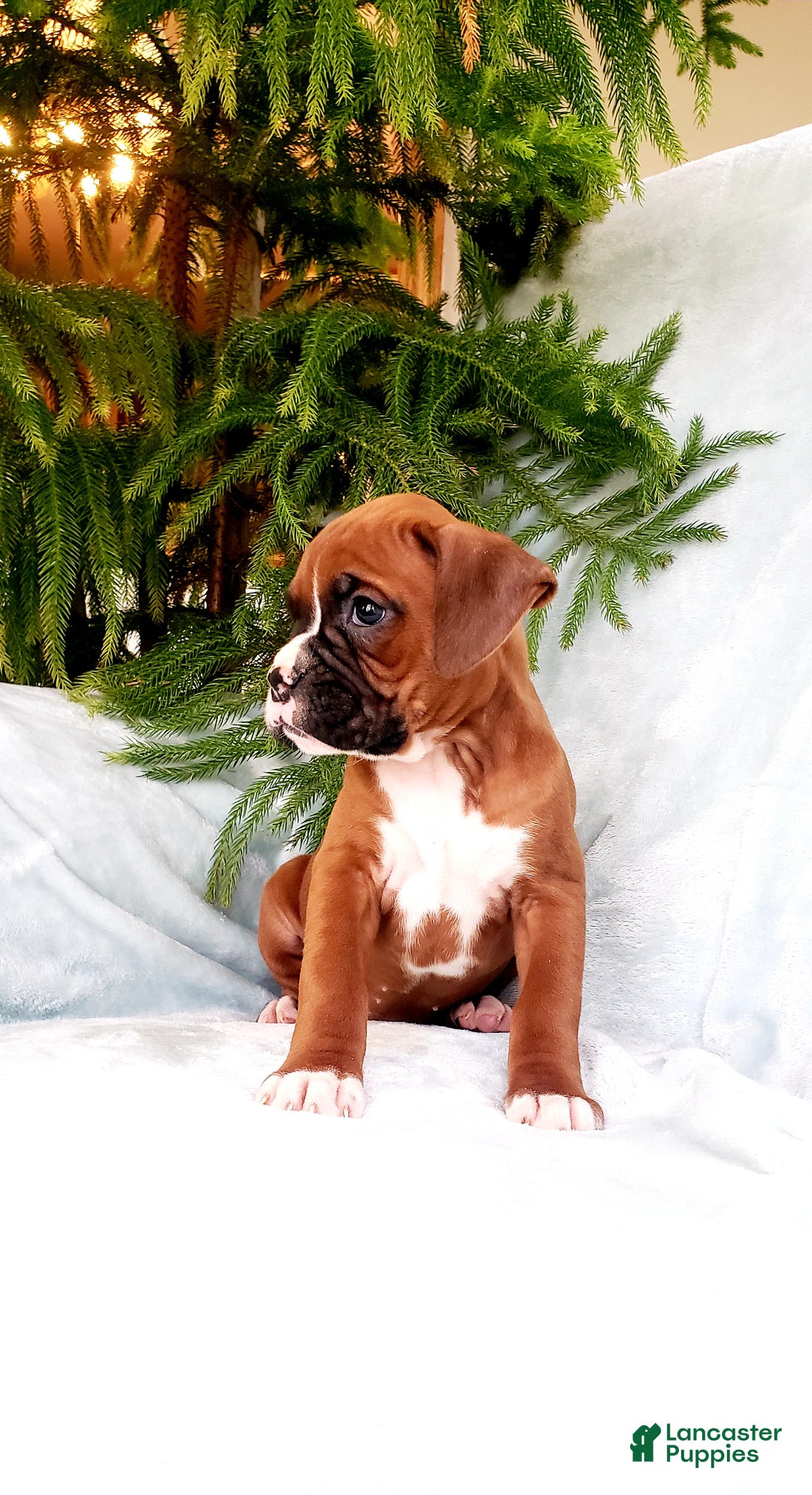 Boxer dogs for sale: Courtney - Ad 3