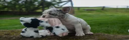French Bulldog dogs for sale: Amelia (Merle & White) 💙🤍 - Ad 12