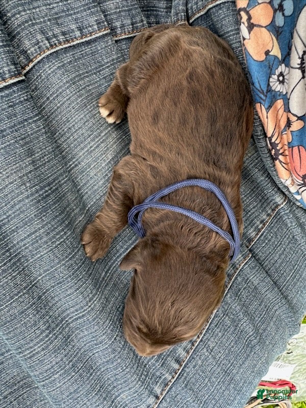 Goldendoodle dogs Dane - Ad 2