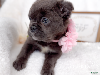 French Bulldog dogs Dancer Blue Fluffy - Ad 24