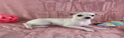 Chihuahua dogs for sale: Milly - Ad 6