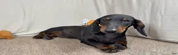 Miniature Dachshund dogs for sale: Miniature Dachshund 2 - Ad 3